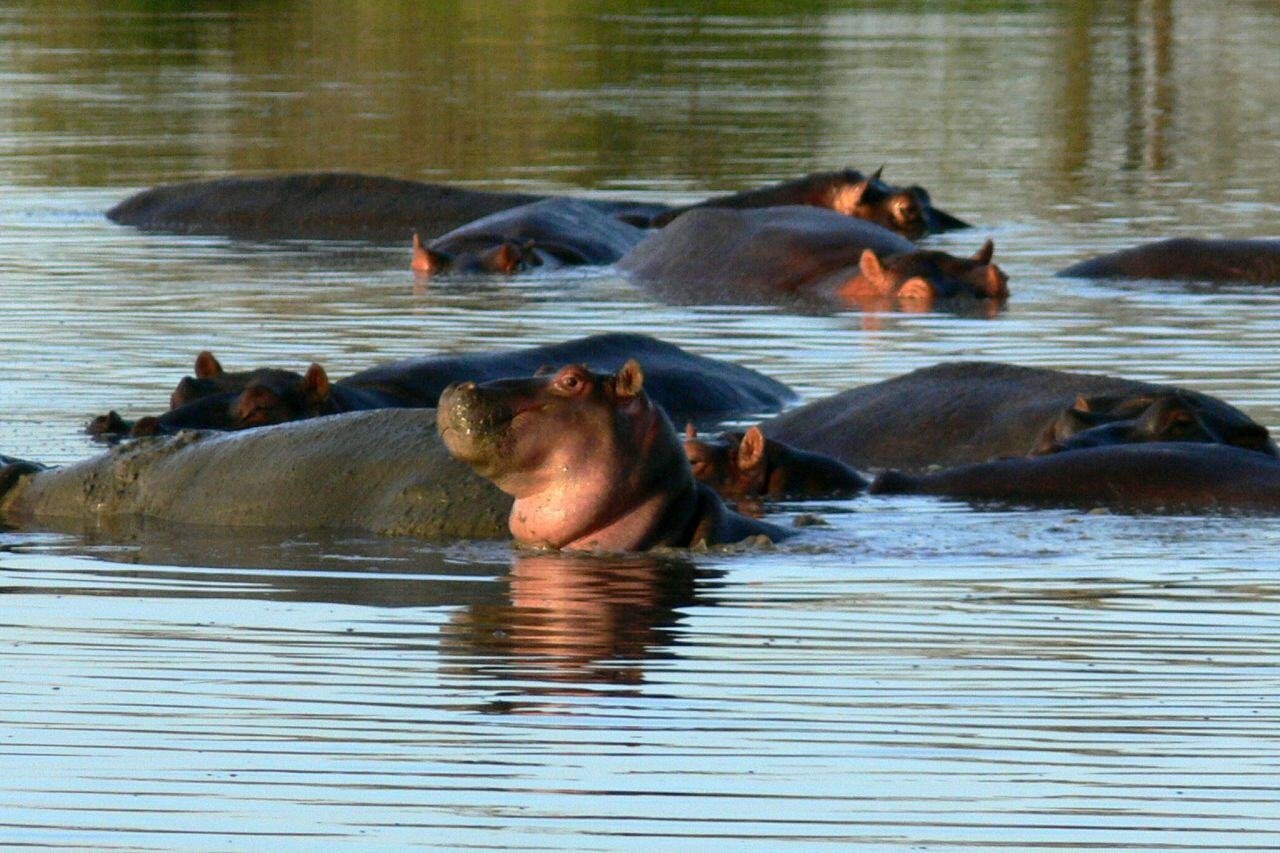Eine Gruppe Nilpferde im Fluss.