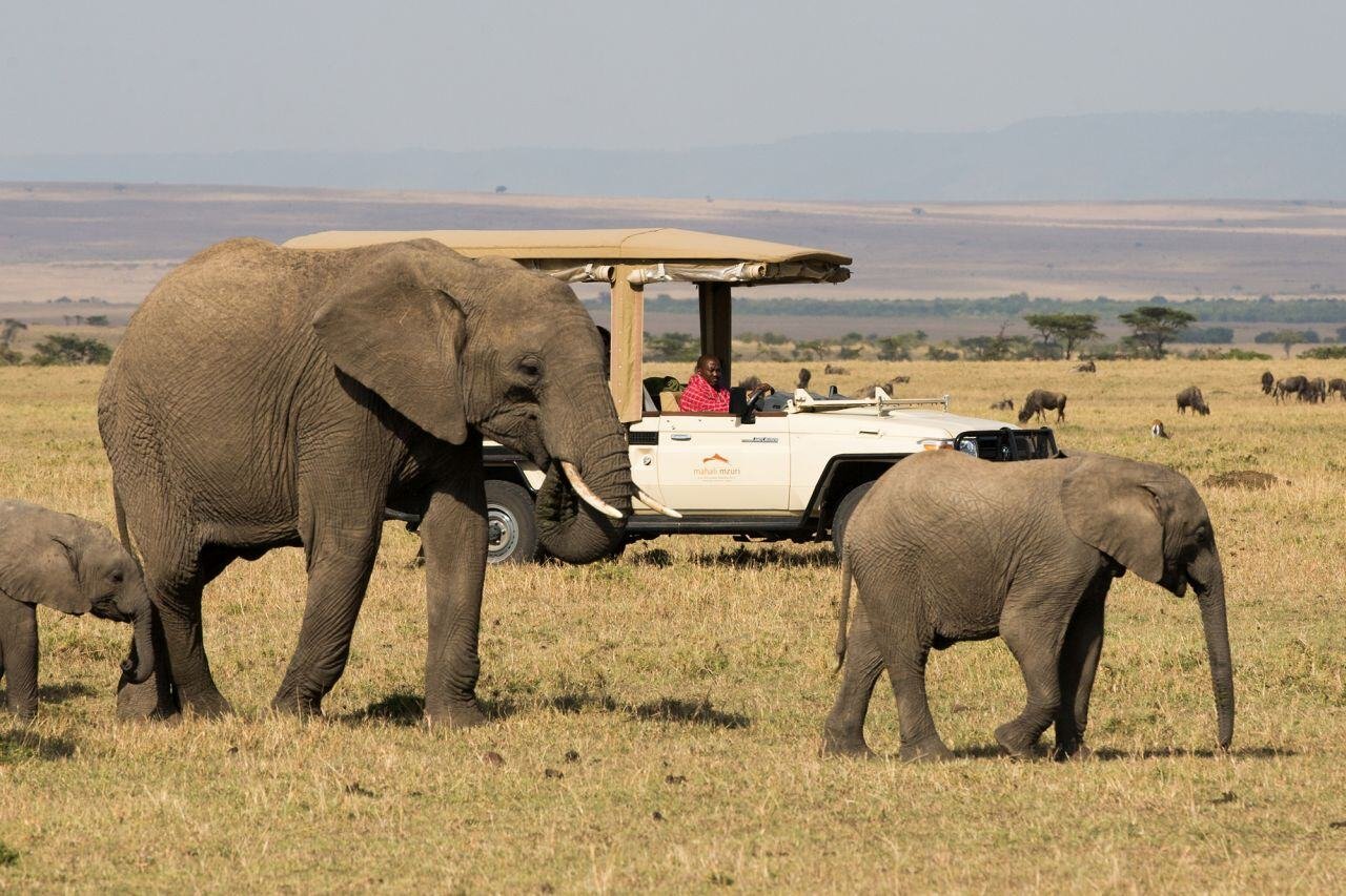 Ein Safarijeep trifft auf eine Herde Elefanten.