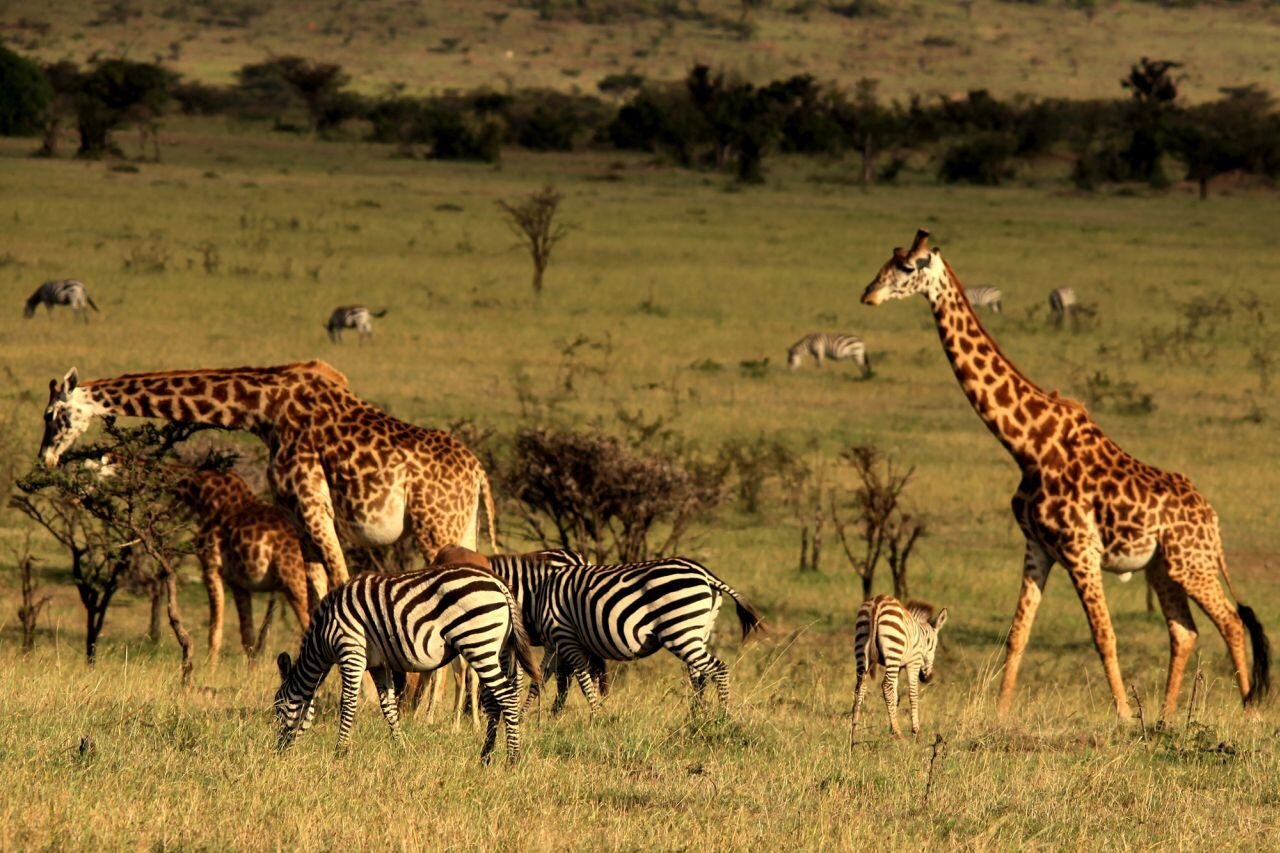 Giraffen und Zebras grasen in der Savanne.