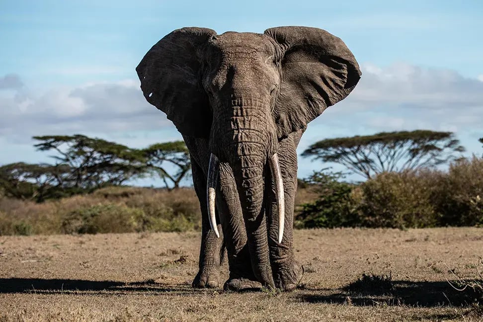 Mächtiger Elefantenbulle steht frontal vor der Kamera