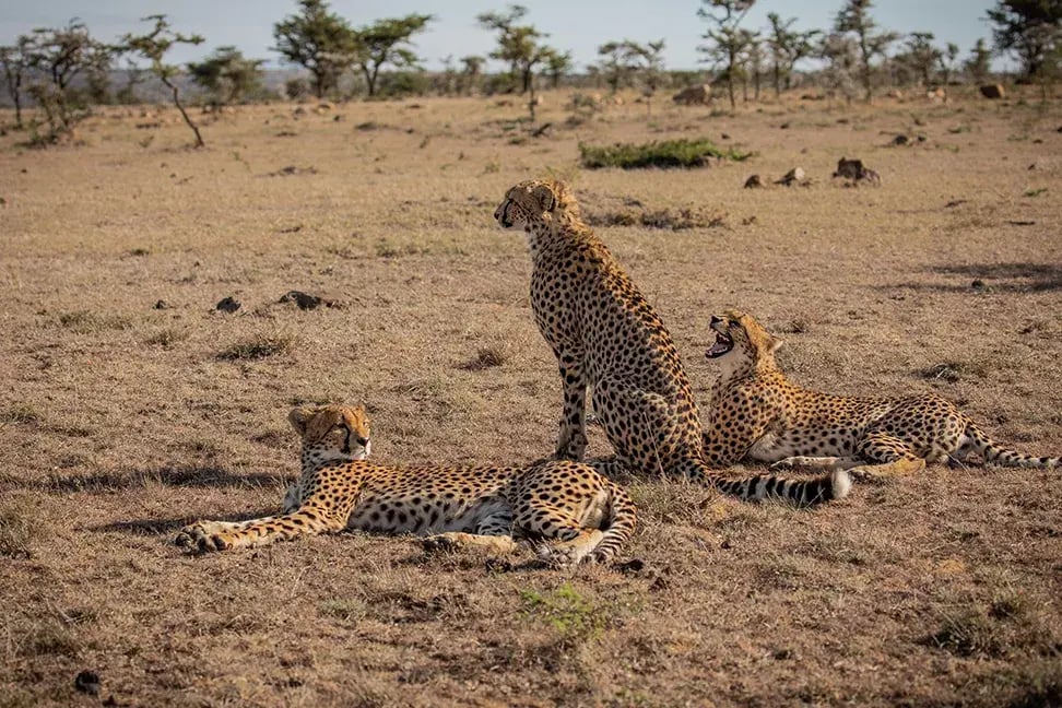 Drei Geparden in der Masai Mara.