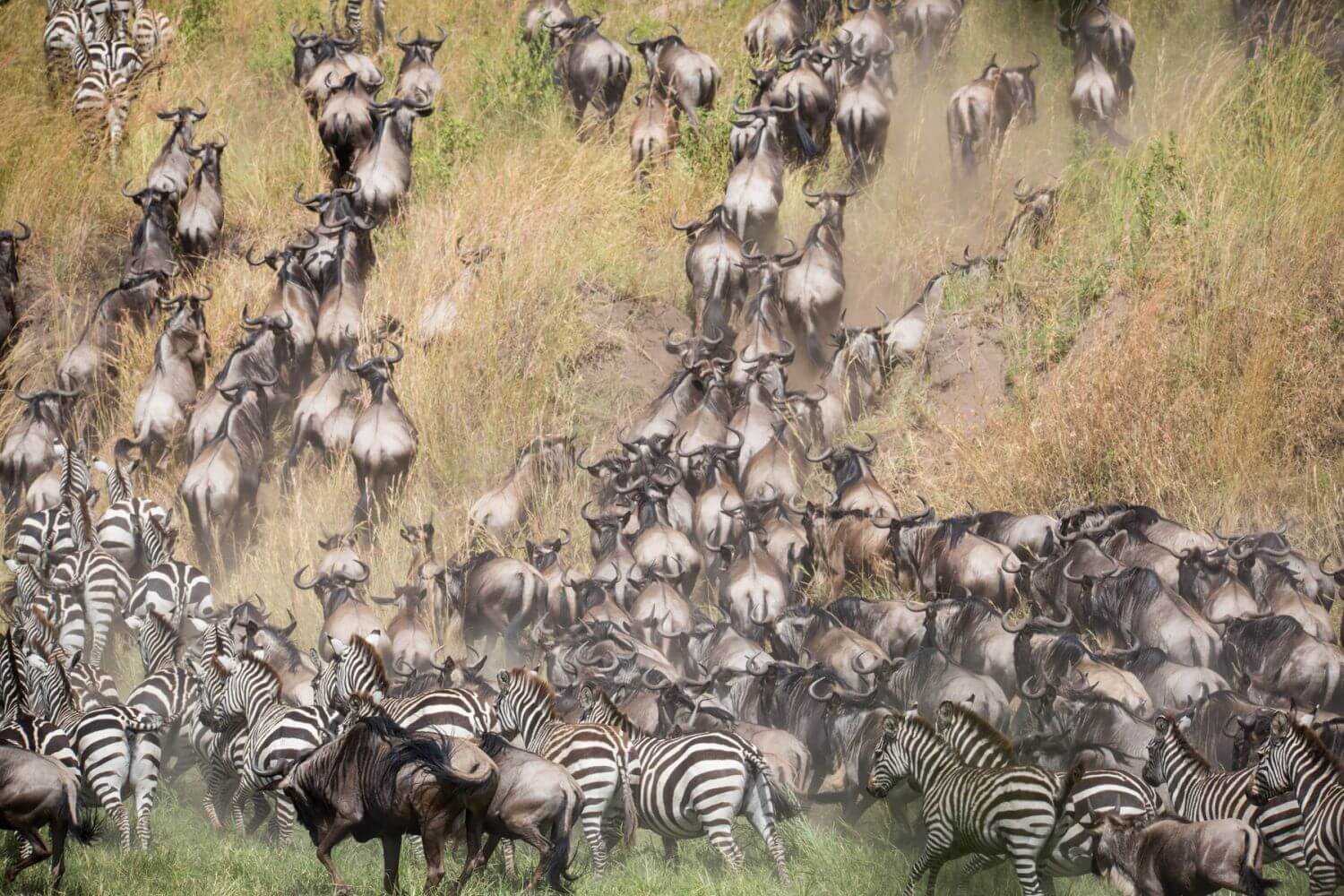 Great Migration: Unzählige Gnus und Zebras sind beieinander.
