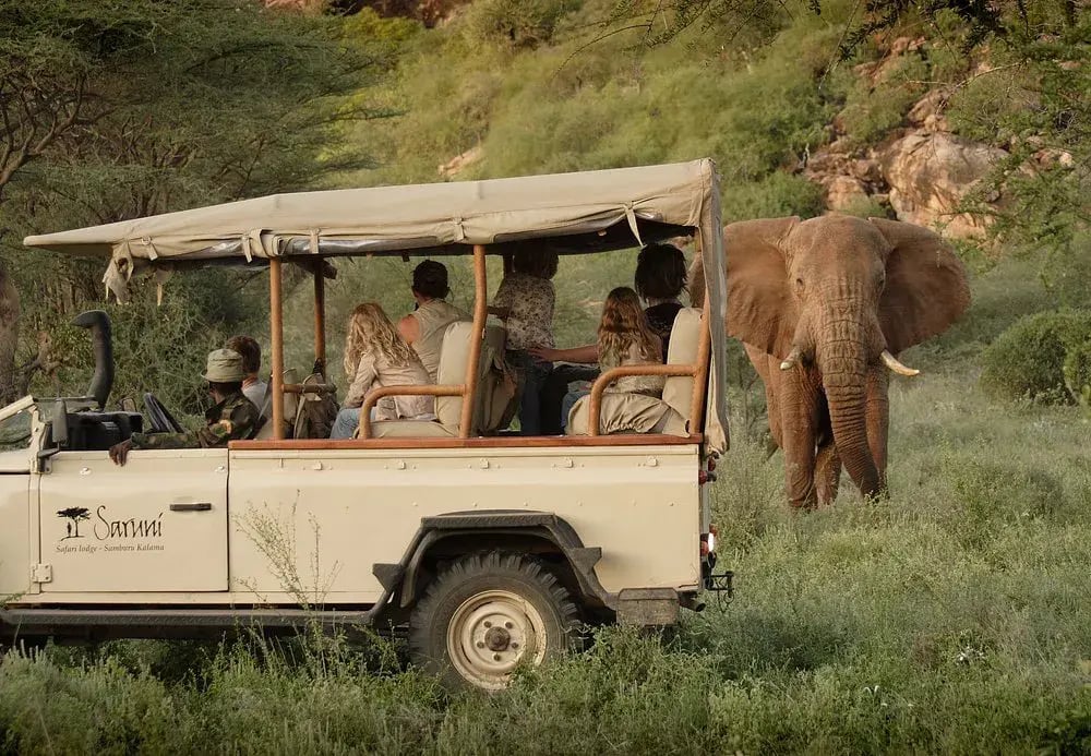 saruni samburu kenia elefant