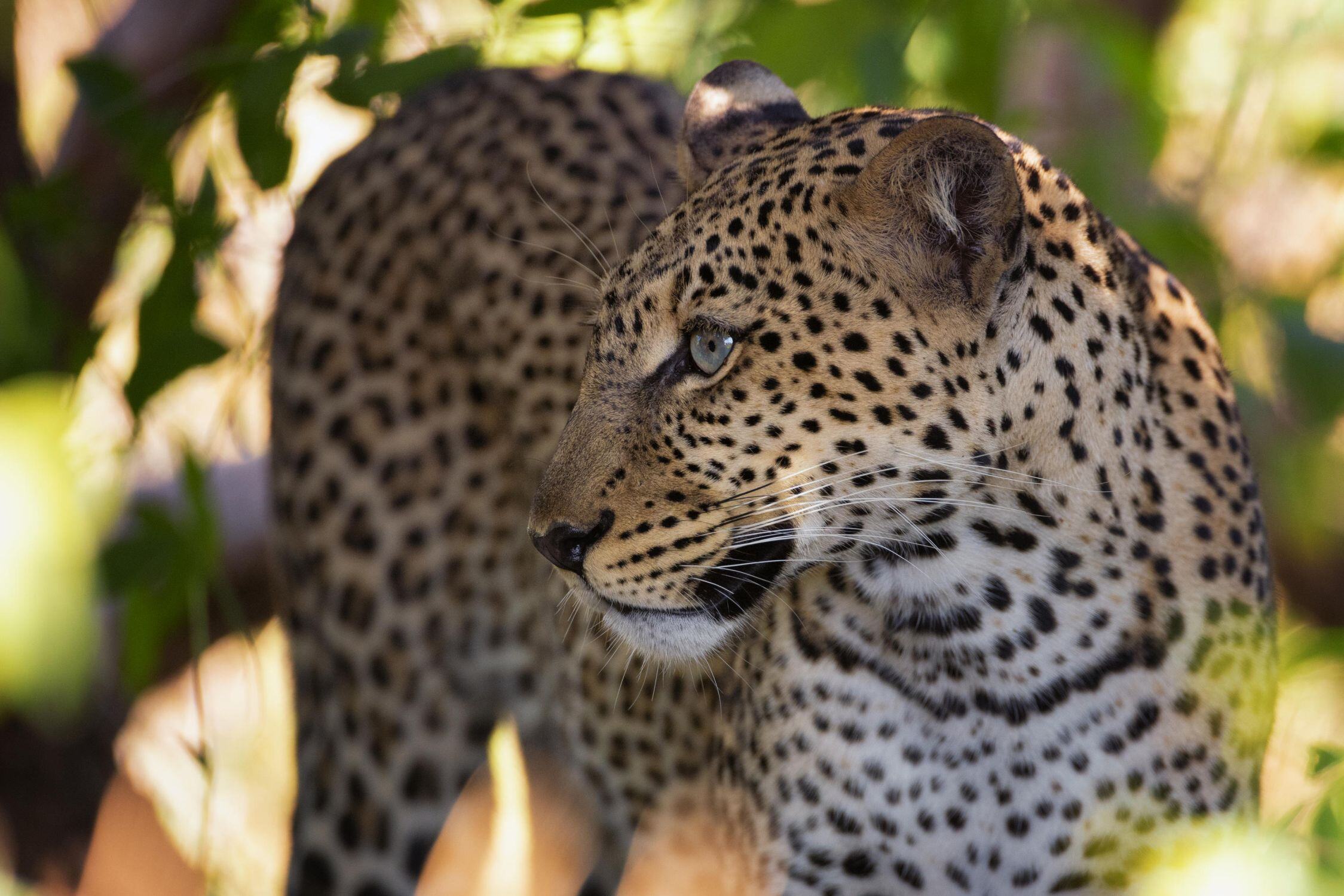 Leopard, der den Kopf zur Seite dreht und etwas beobachtet.