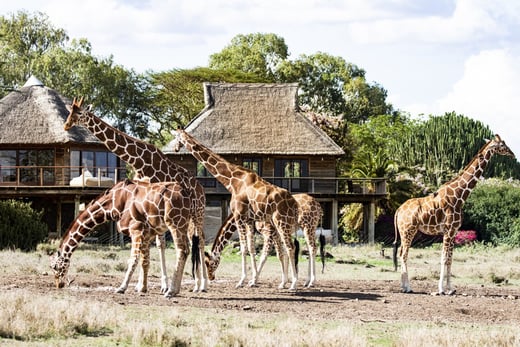 Segera Retreat Kenia Familienluxusreisen Giraffen