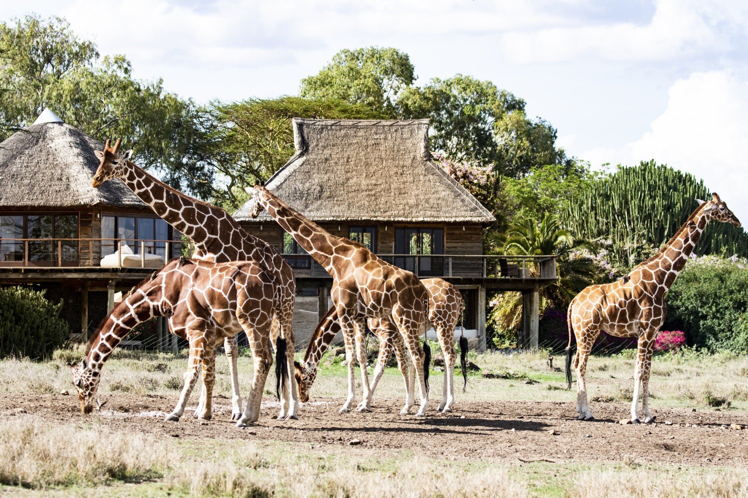 Giraffen stehen vor Cottages und grasen.