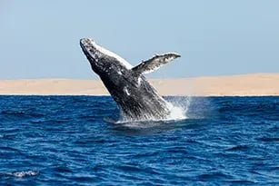 kisawa aktivitat whale watching tour luxusreise familienreise kinder the family pro