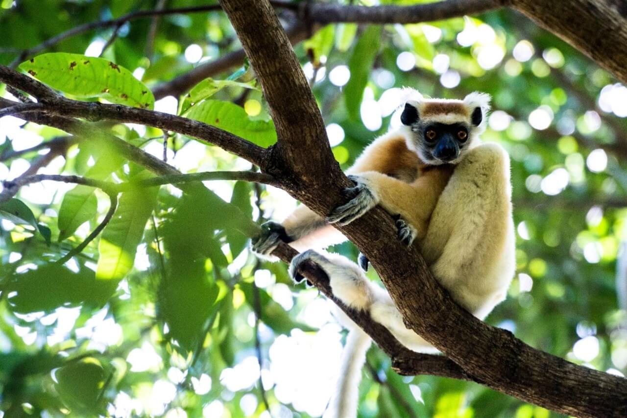 Lemur in den Bäumen Madagaskars.