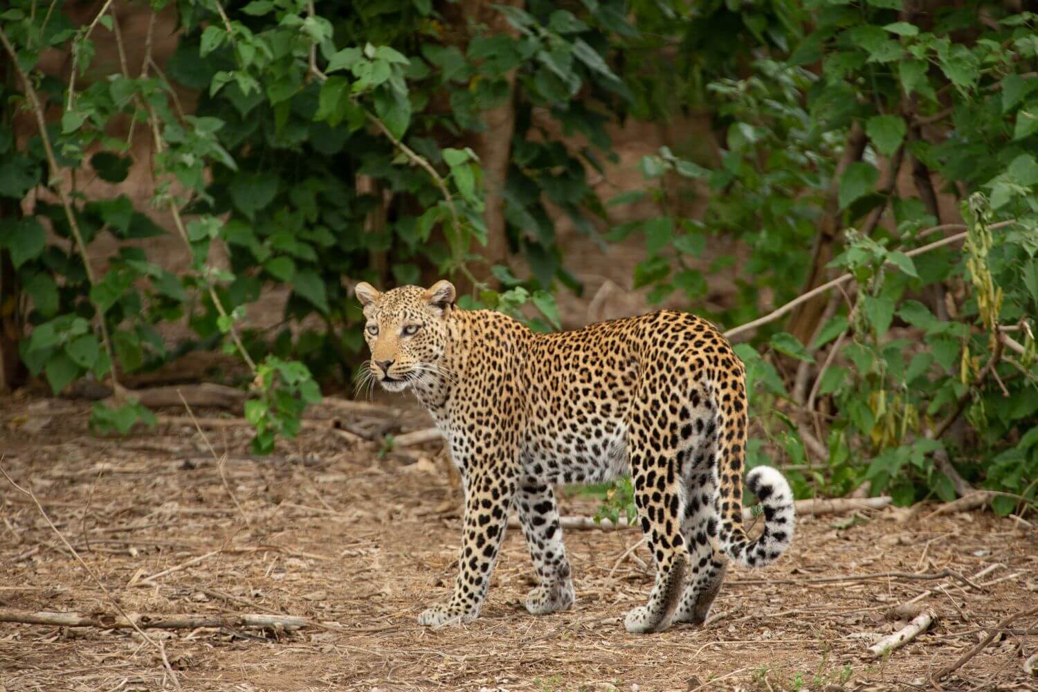 Ein Leopard läuft durch die Wildnis.