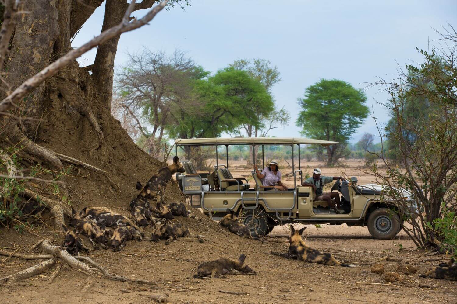 Ein Safarijeep steht neben einer Baumwurzel an der sich Wildhunde befinden.