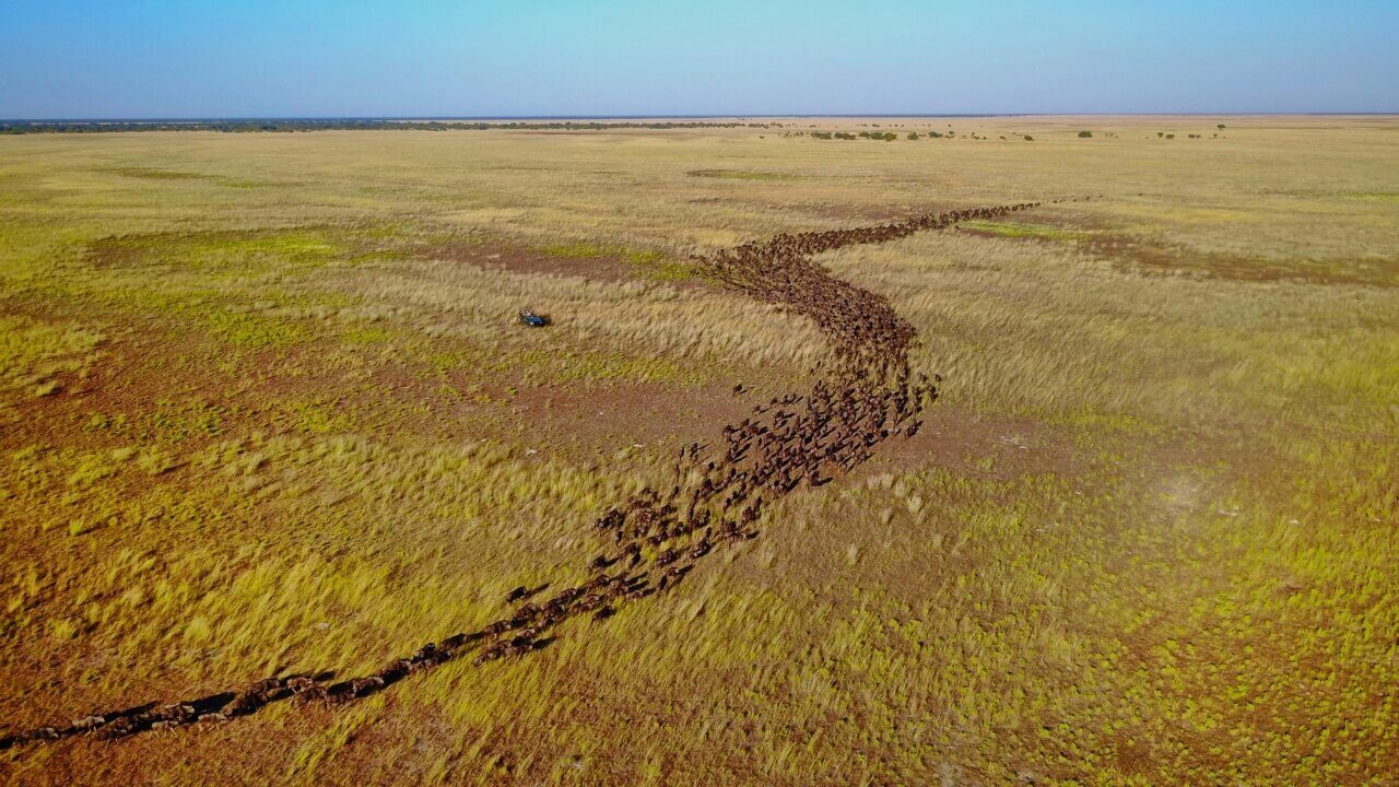 Eine Große Migration von Gnus durch die Savanne aus der Vogelperspektive.