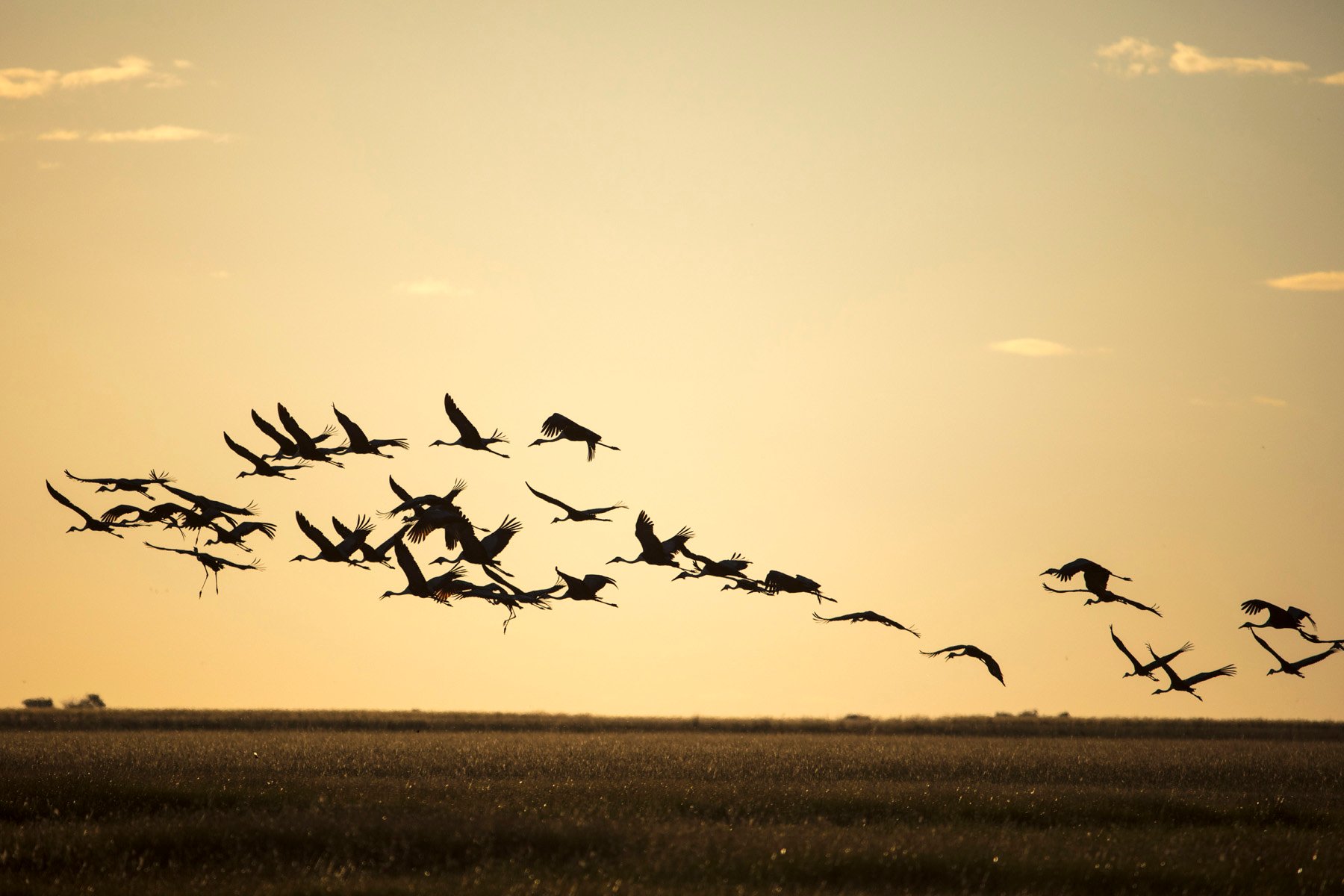 Eine Gruppe von Kranichen fliegt bei Sonnenuntergang über das Land.