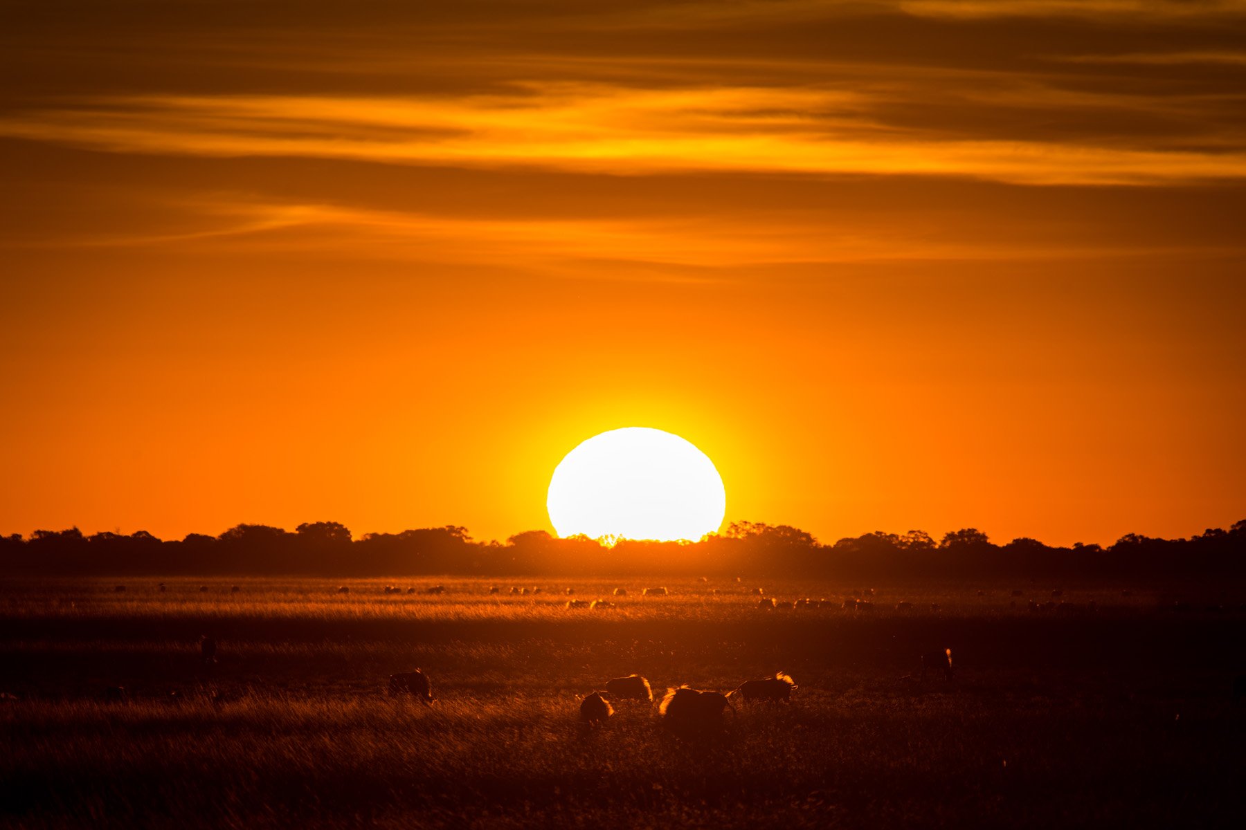 Typischer Sonnenuntergang mit großem Sonnenball über der Savanne.