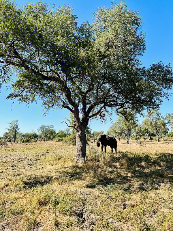 chinzombo-sambia-familienluxusreise-elefant