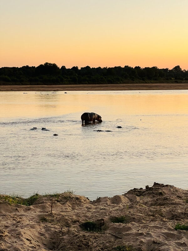 Nilpferd in einem Fluss bei Sonnenaufgang