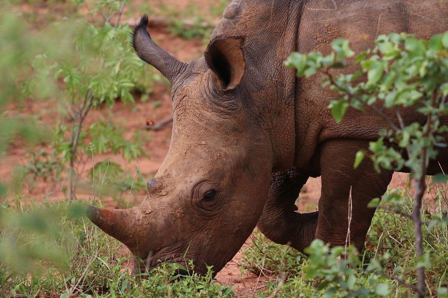 Tongabezi-Sambia-Familienluxusreisen-Activities-1