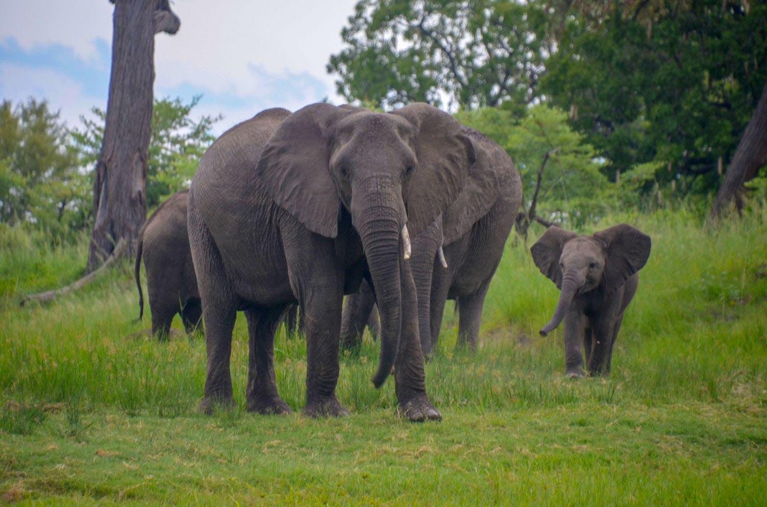 Tongabezi-Sambia-Familienluxusreisen-Activities-4