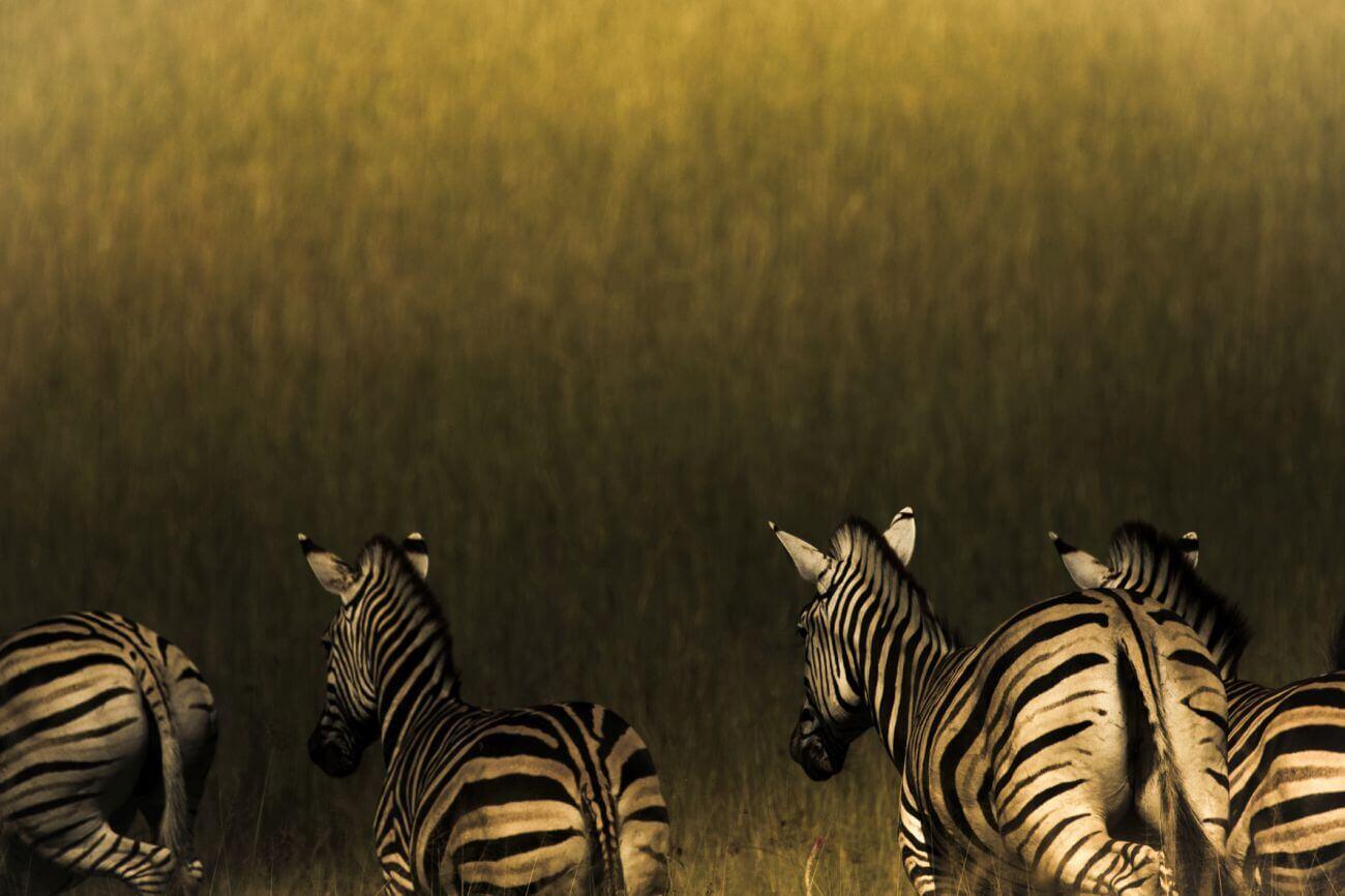 Zebraherde auf einer Safari, die vor dem Fotografen weglaufen.