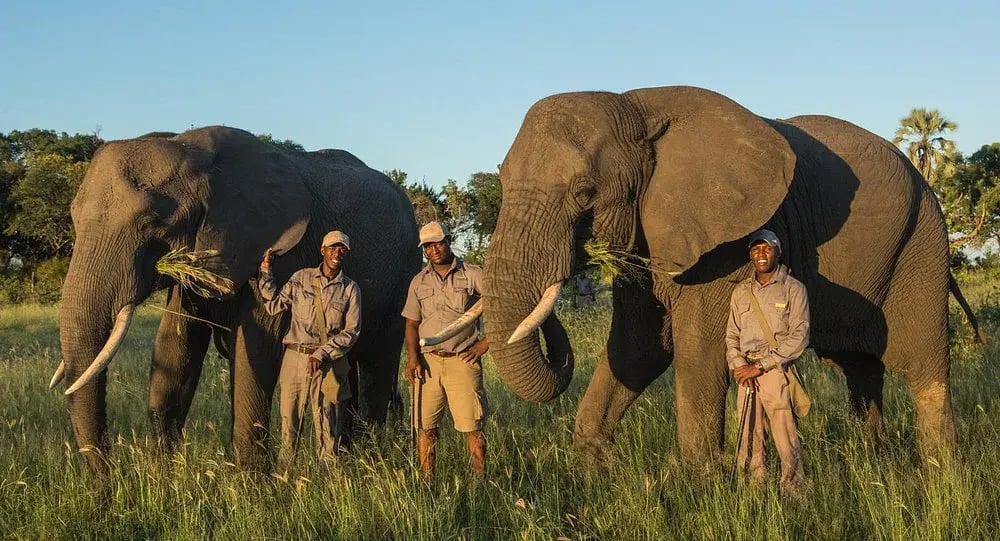 abu camp botswana elefants