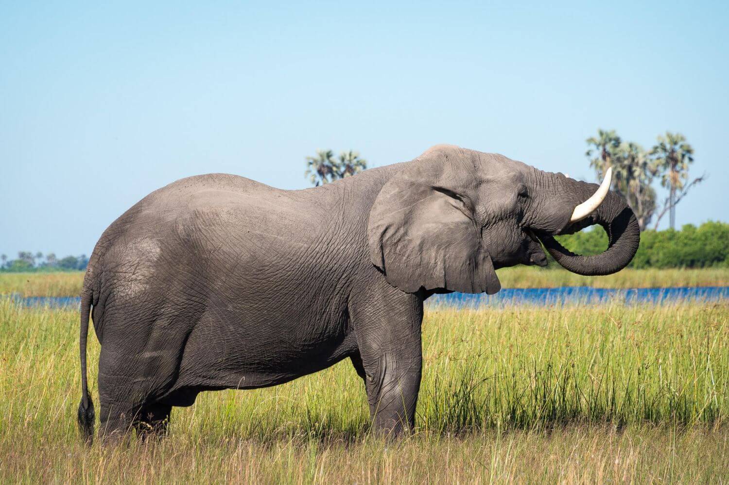 Elefant bei der Nahrungsaufnahme in üppiger Graslandschaft