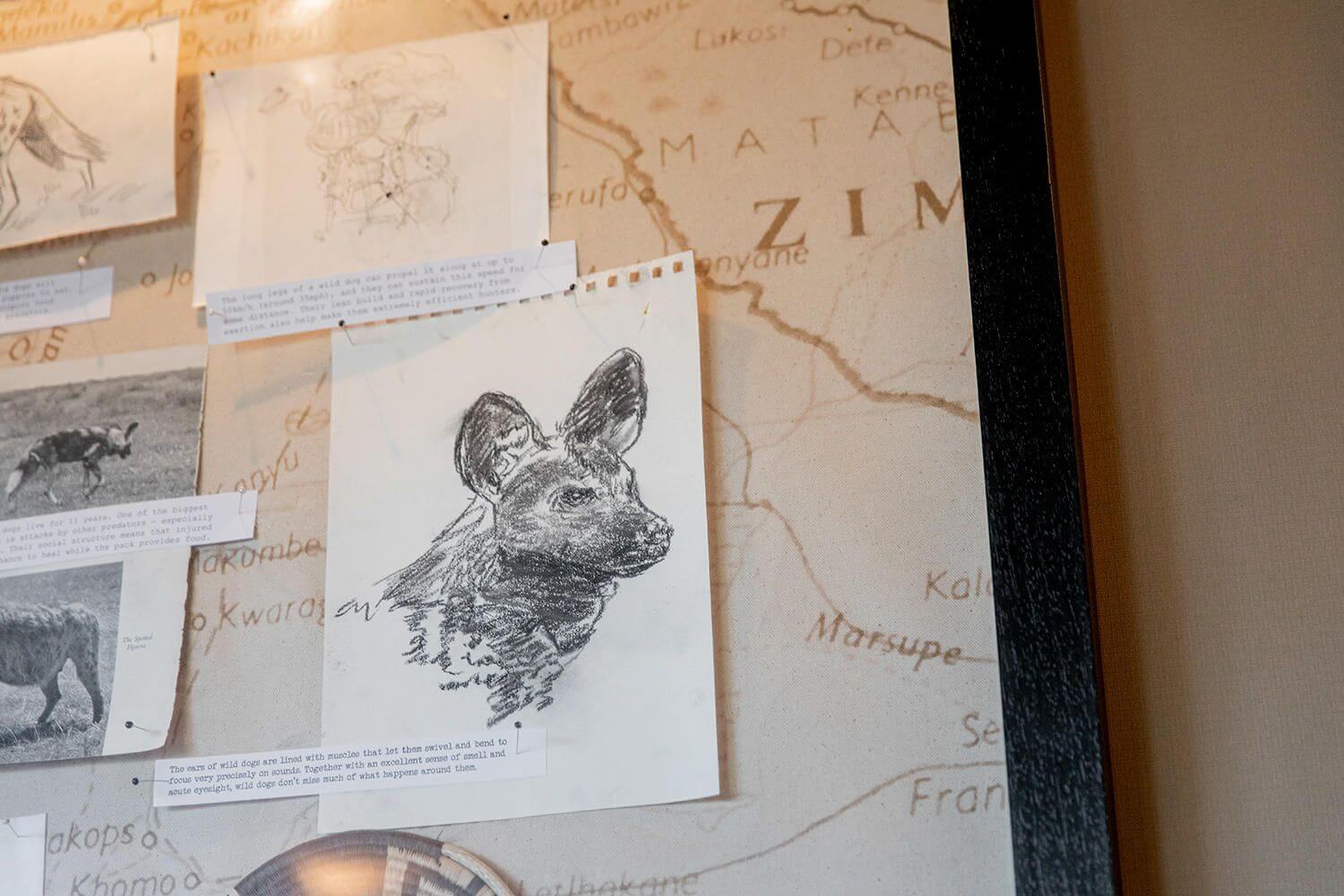 Zeichnung eines Wildhundes, die an einer Wand hängt.