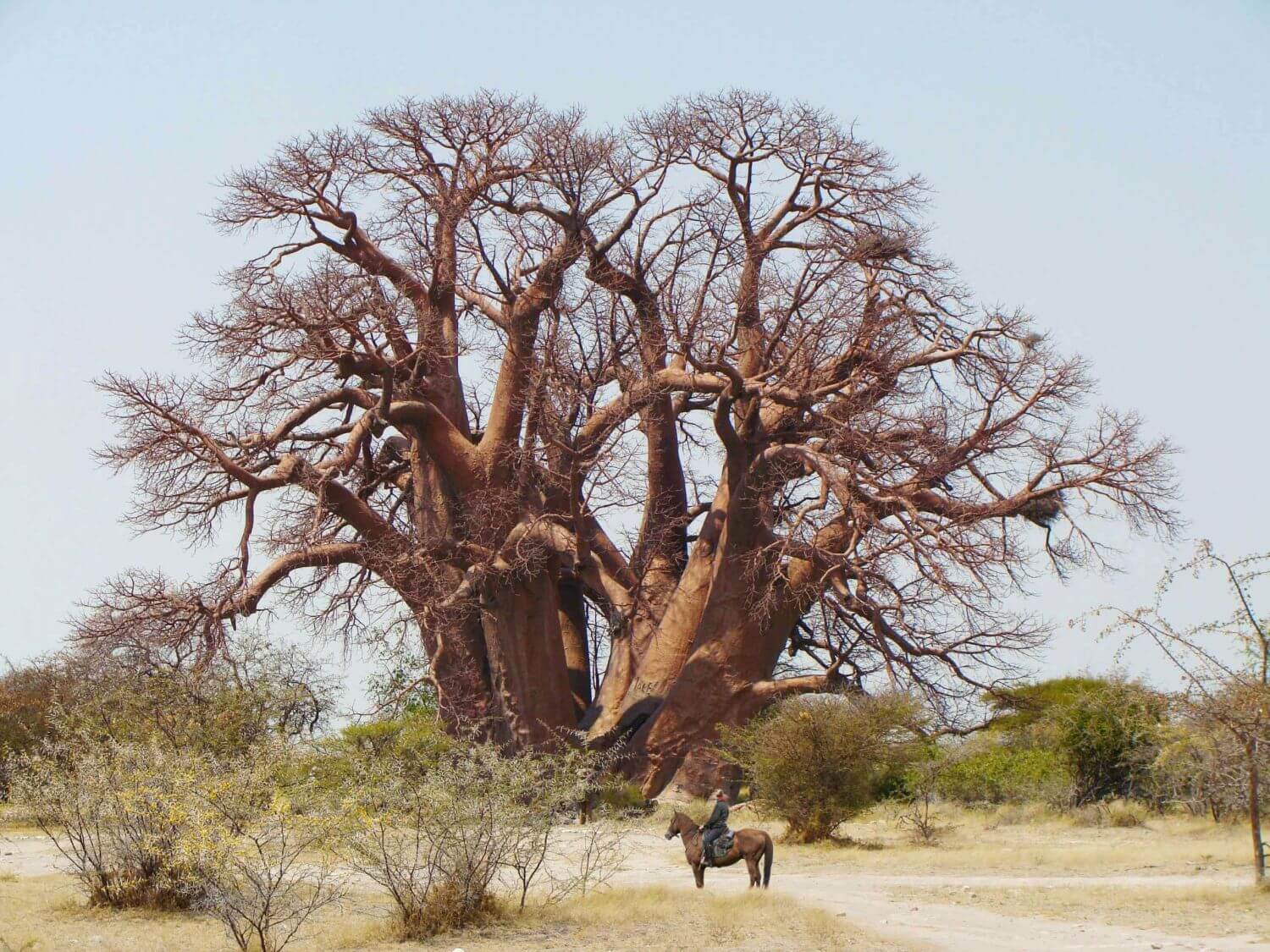 Riesiger Baobab mit einem kleinen Reiter davor.