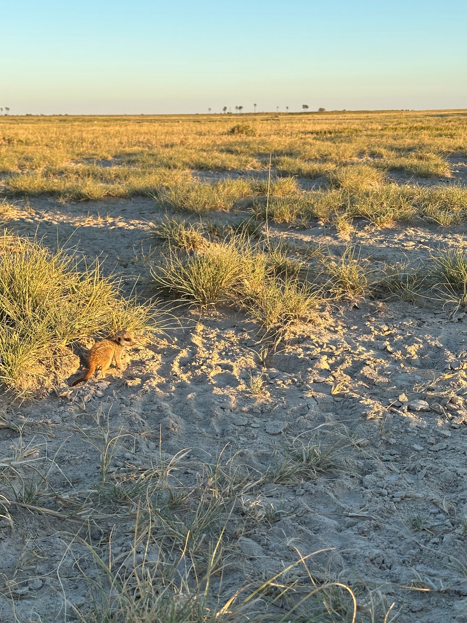 Erdmännchen in der Landschaft in Botswana