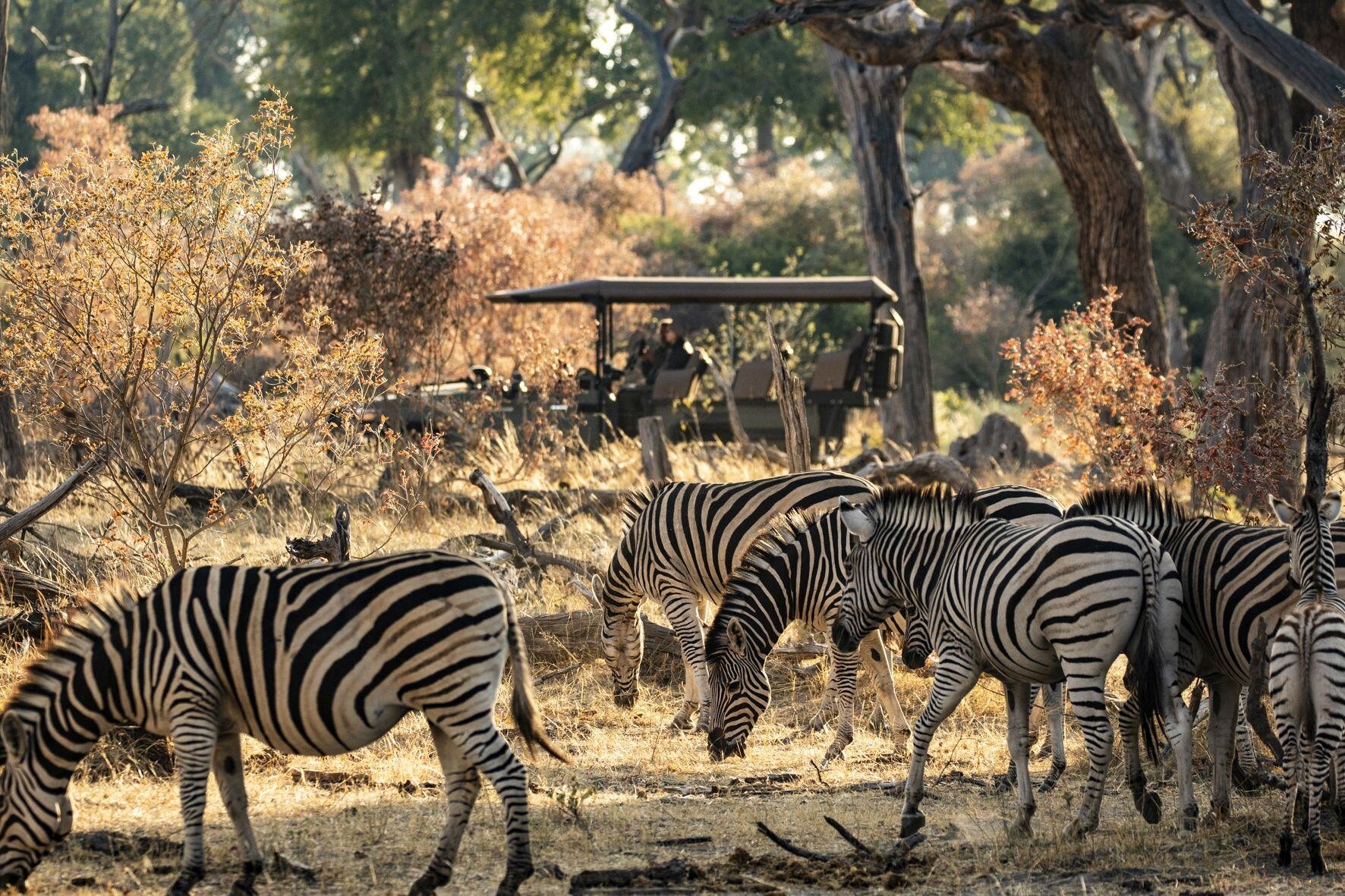 Zebras grasen, im Hintergrund ist ein Safarijeep zu sehen.