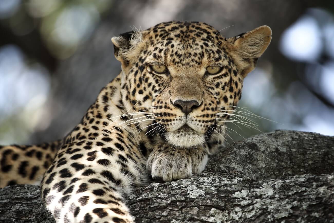 Leopard im Thornybush Game Reserve