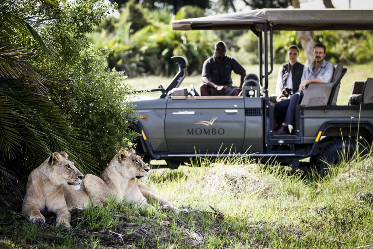 Bei einer Safari treffen die Gäste auf zwei Löwinnen, die im Schatten liegen.