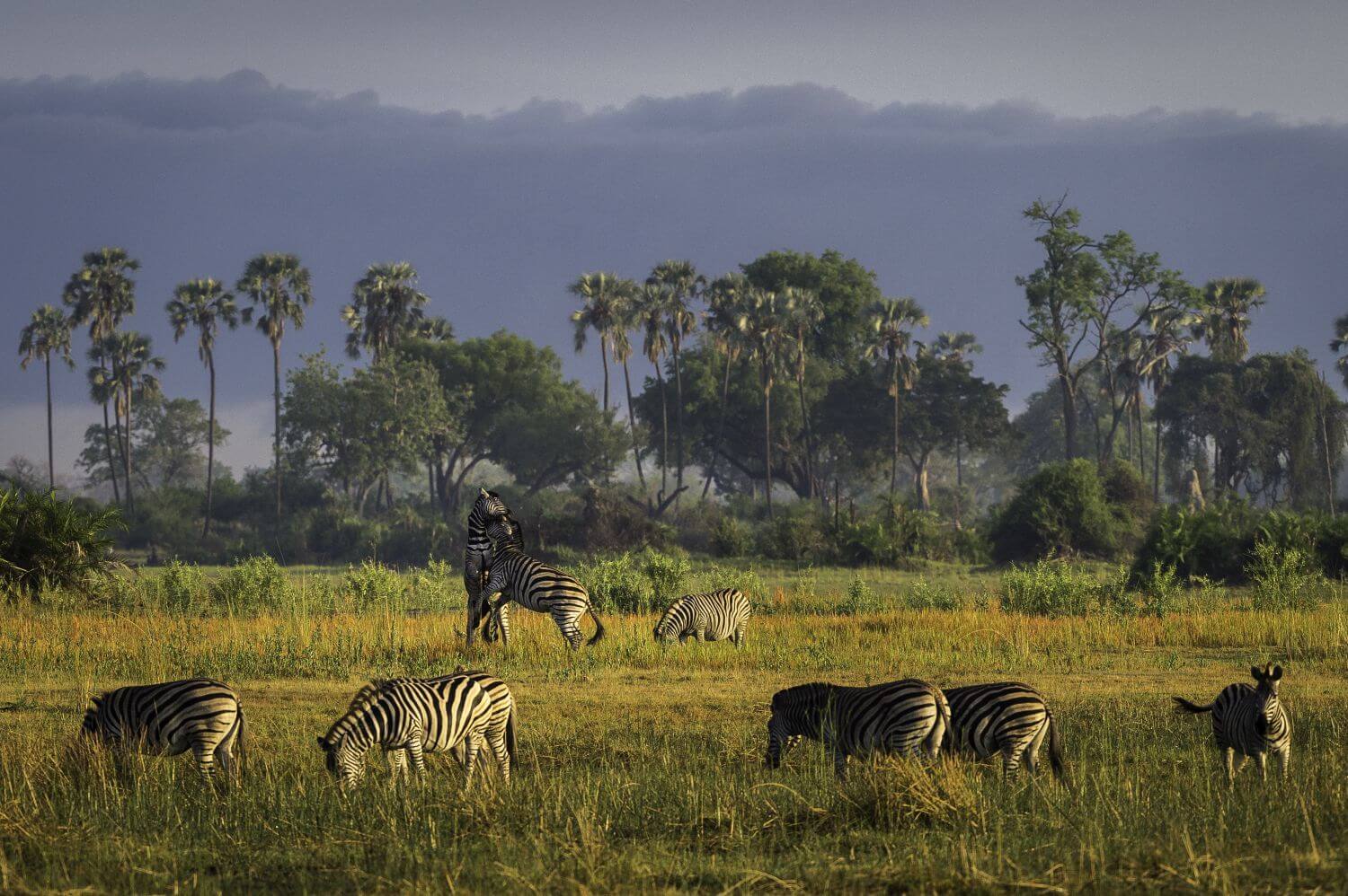 Wildlife in Botswana, viele Zebras grasen in der Wildnis.