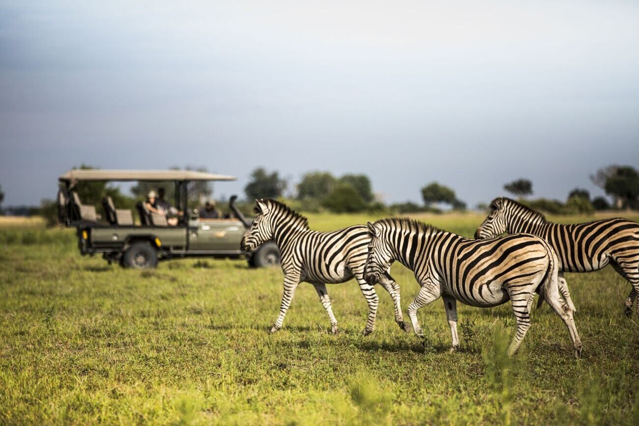 Auf einer Safari wird eine Gruppe von Zebras gesichtet. Im Hintergrund ist ein Jeep zu sehen.