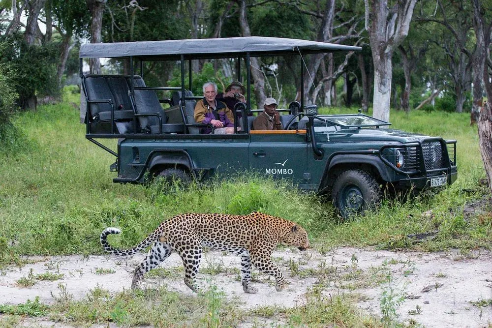 mombo camp botswana safari