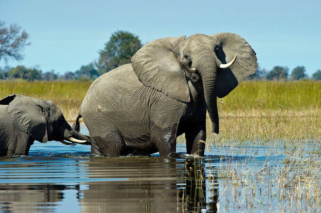 Aufgebrachter Elefant mit aufgeklappten Ohren bei einer Safari.