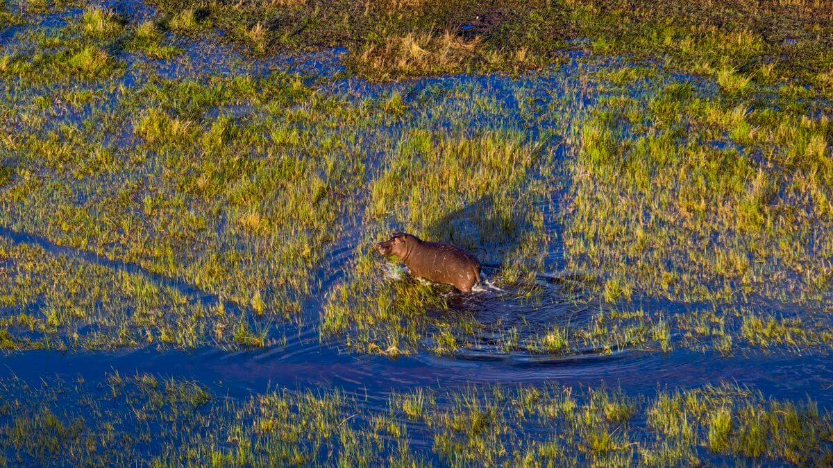 Nilpferd streift durch das Delta, aufgenommen aus der Vogelperspektive.