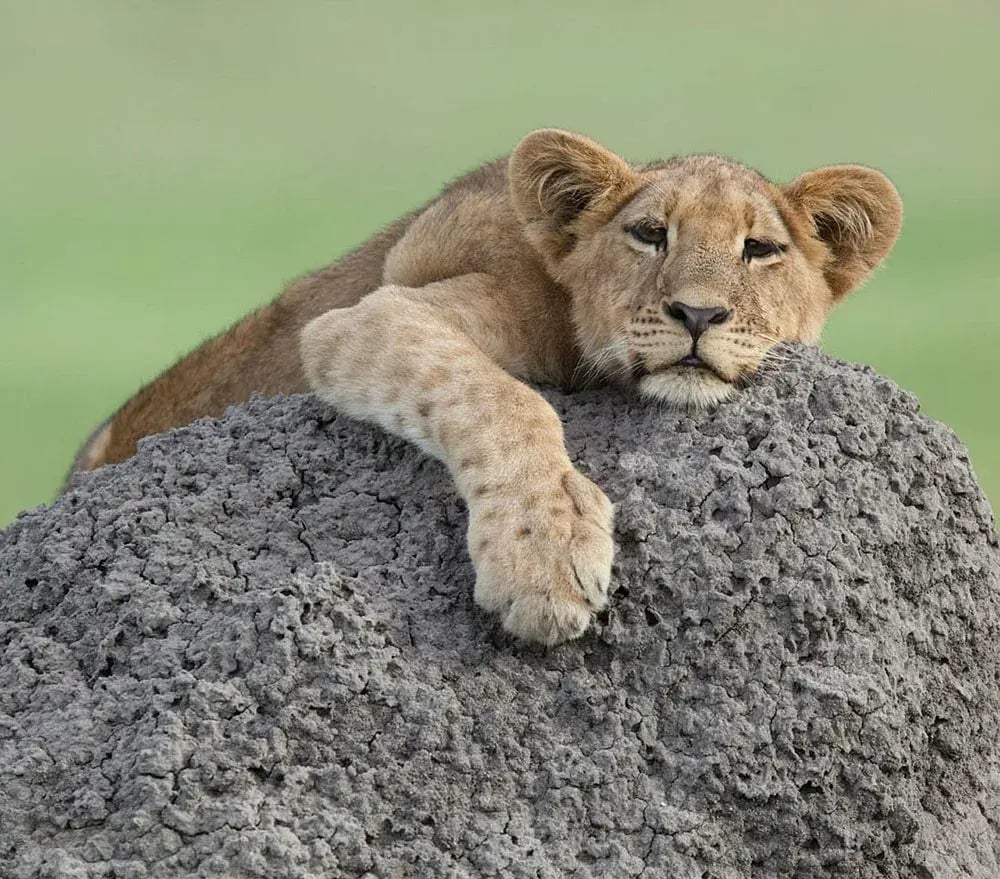 vumbura-plains-botswana-lowe