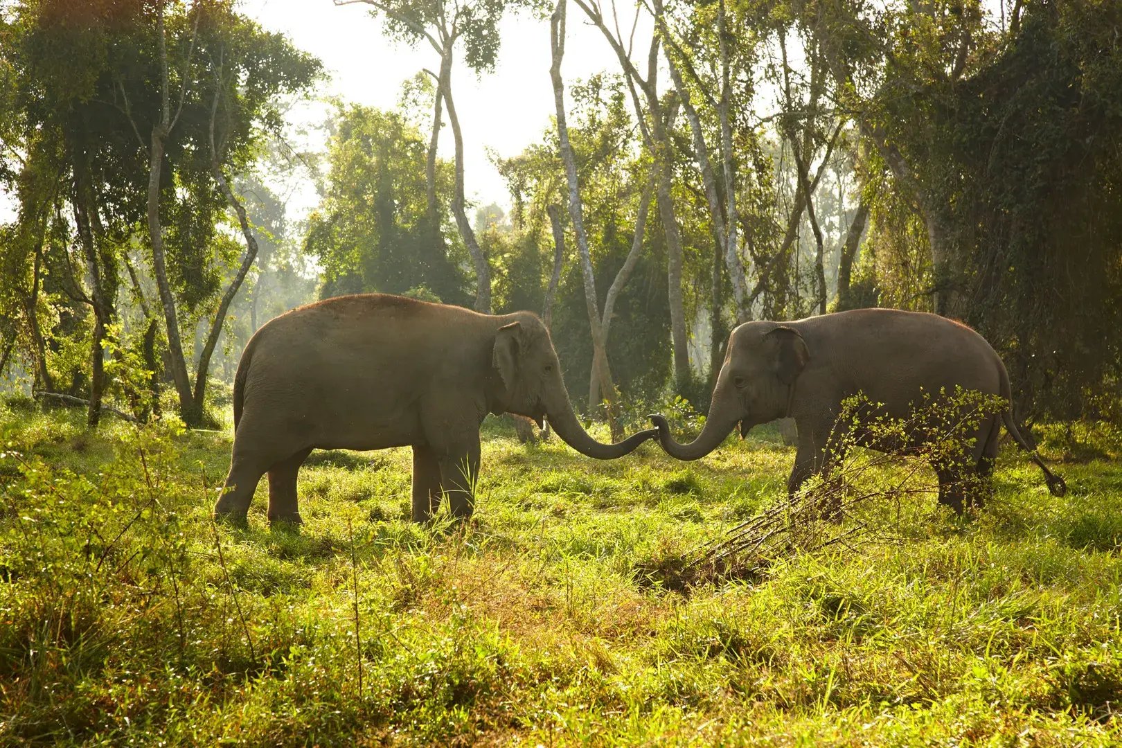 asien-thailand-elephantcamp-the-family-project-safari-urlaub-familie-luxus-kinder-natur-authentisch