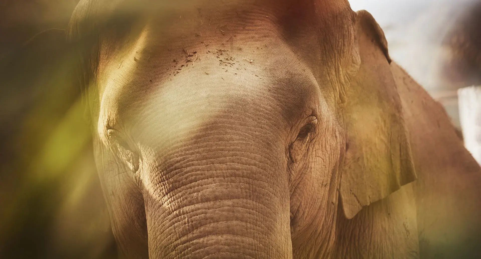 anantaragoldentriangleelephantcamp elefant