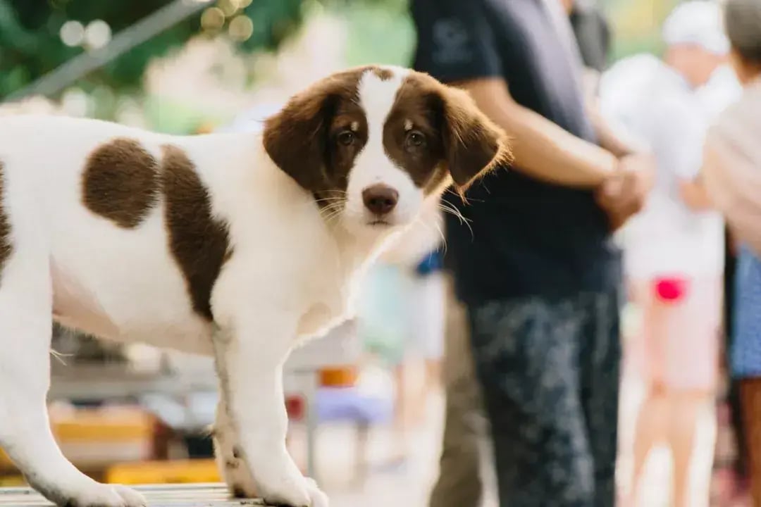 rosewood phuket dog