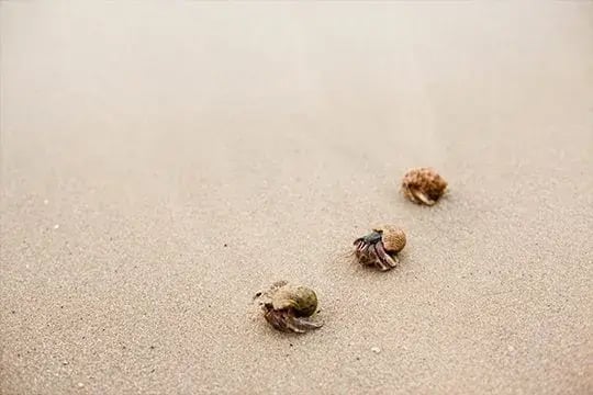 trisara muscheln