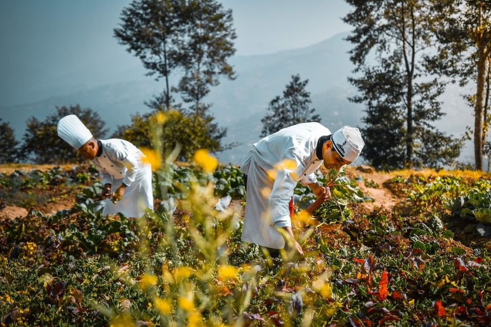 dwarikas-sanctuary-nepal-familienluxusreisen-thefamilyproject-ernte
