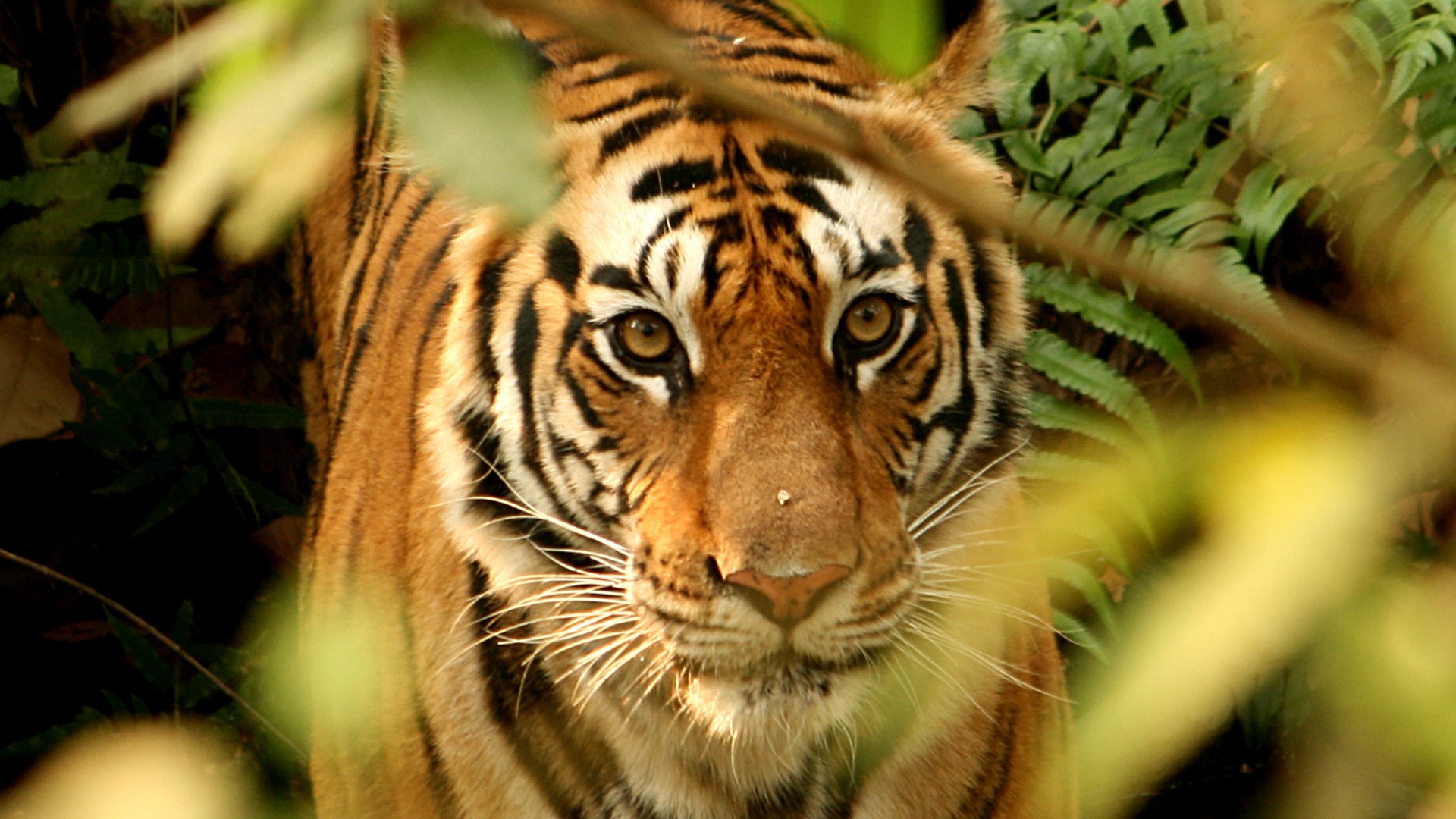 meghauli-serai-nepal-familienluxusreisen-thefamilyproject-bengal-tiger