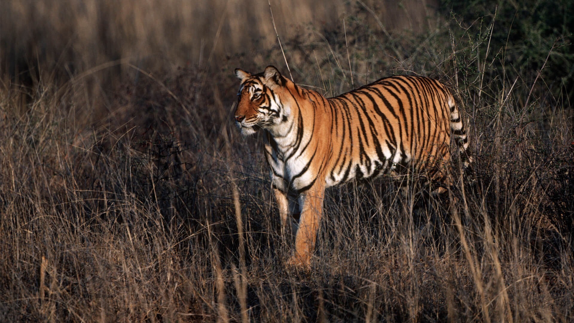 Tiger im Chitwan Nationalpark