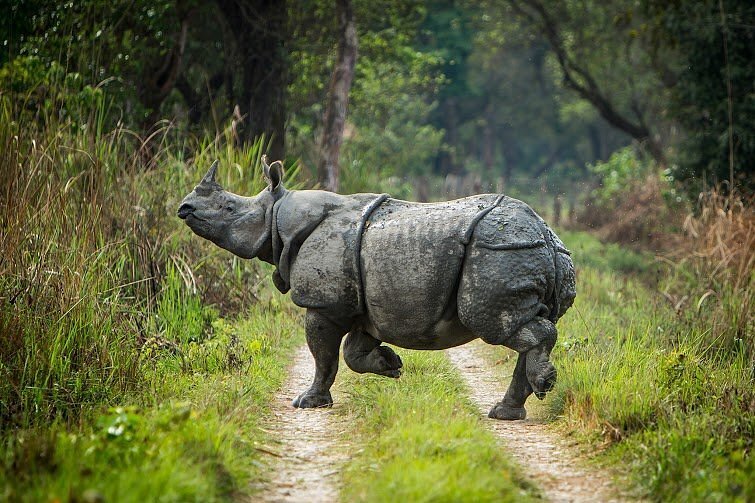 meghauli-serai-safari-nepal-familienluxusreisen-thefamilyproject-rhino