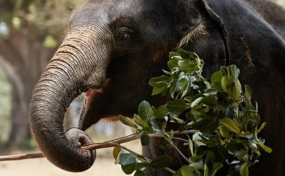 amantaka elefant
