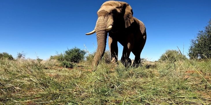 Zannier-Bai-san-ho-urlaubsbilder elefant in freier wildbahn