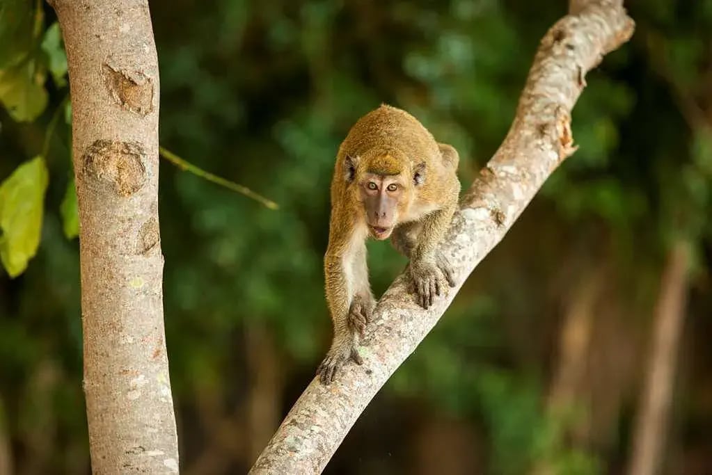 amanwana tiere