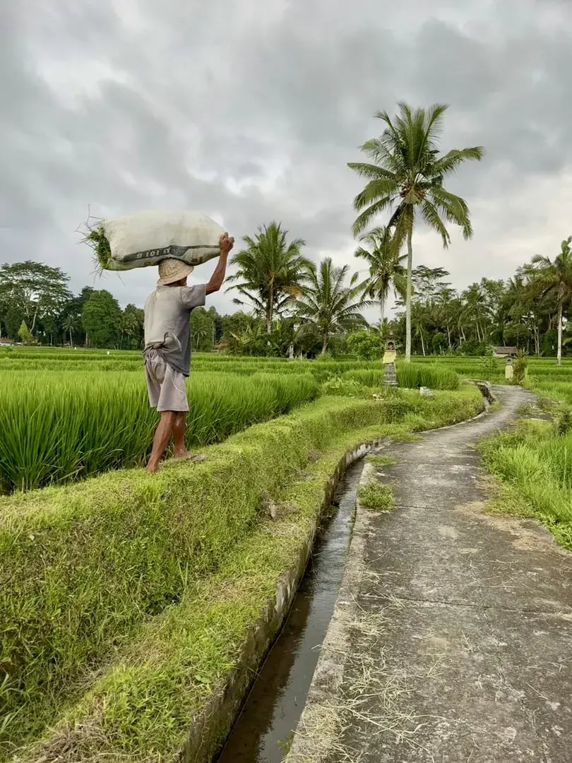 capella ubud p30