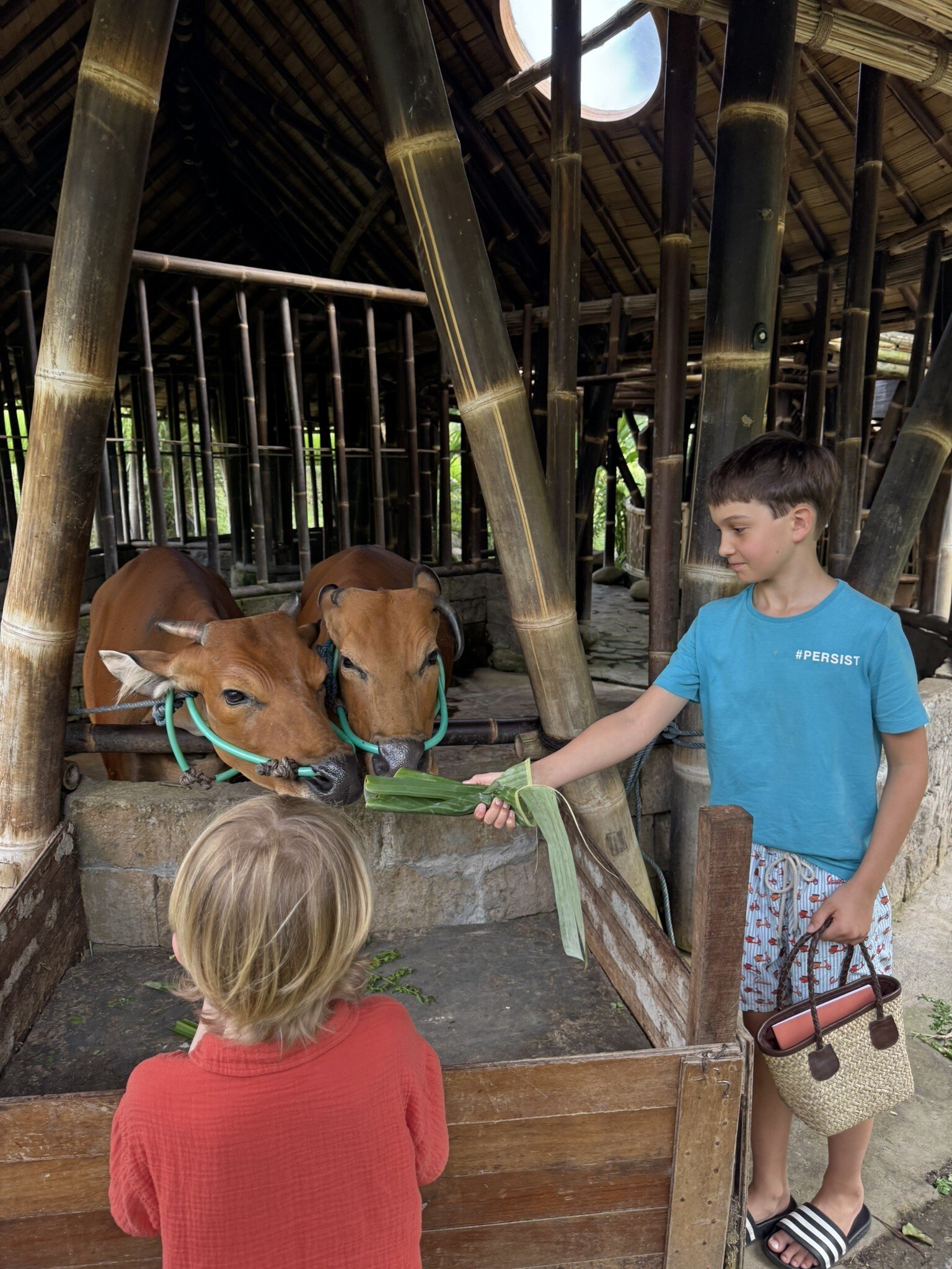 Mandapa Kühe füttern beim Kinderklub