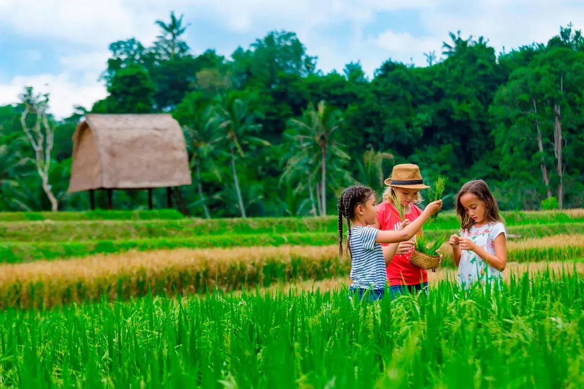 mandapa ritzcarlton feld